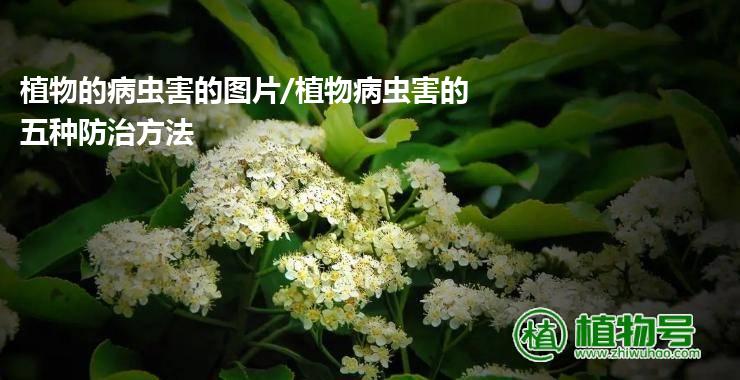 植物的病虫害的图片/植物病虫害的五种防治方法