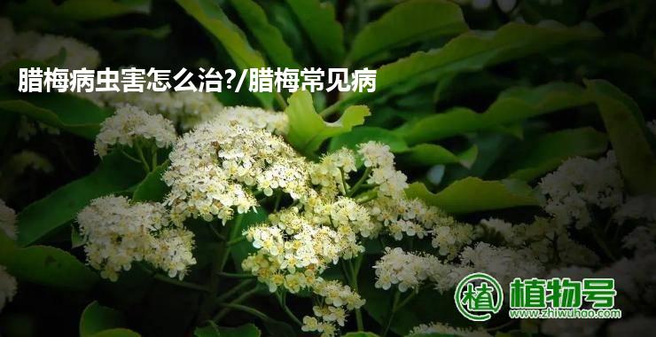 腊梅病虫害怎么治?/腊梅常见病