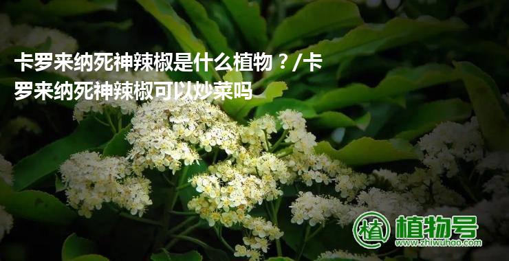 卡罗来纳死神辣椒是什么植物？/卡罗来纳死神辣椒可以炒菜吗