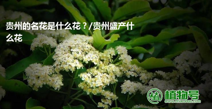 贵州的名花是什么花？/贵州盛产什么花