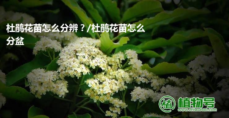 杜鹃花苗怎么分辨？/杜鹃花苗怎么分盆