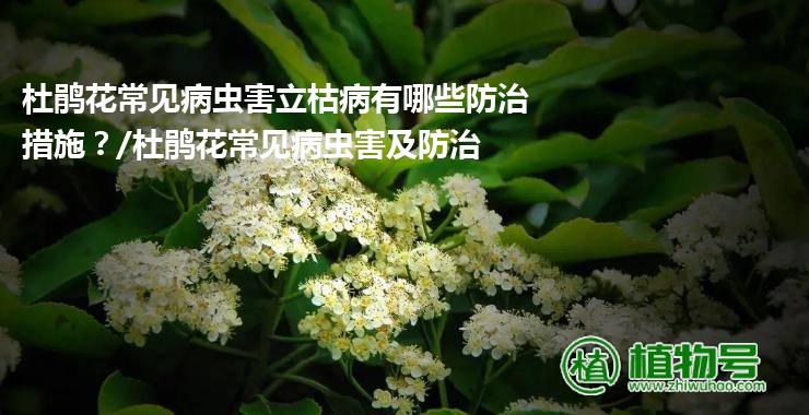 杜鹃花常见病虫害立枯病有哪些防治措施？/杜鹃花常见病虫害及防治