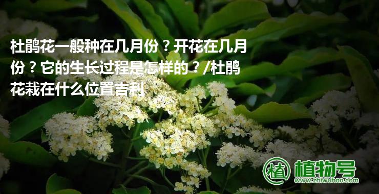 杜鹃花一般种在几月份？开花在几月份？它的生长过程是怎样的？/杜鹃花栽在什么位置吉利