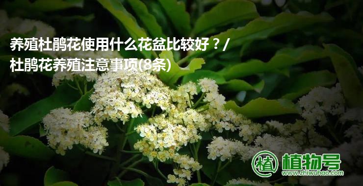 养殖杜鹃花使用什么花盆比较好？/杜鹃花养殖注意事项(8条)