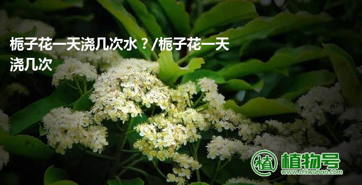 栀子花一天浇几次水？/栀子花一天浇几次