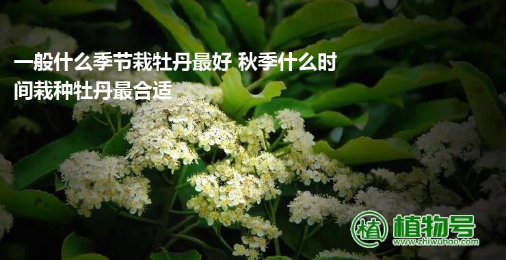 一般什么季节栽牡丹最好 秋季什么时间栽种牡丹最合适