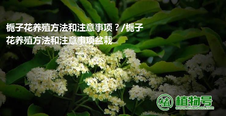 栀子花养殖方法和注意事项？/栀子花养殖方法和注意事项盆栽