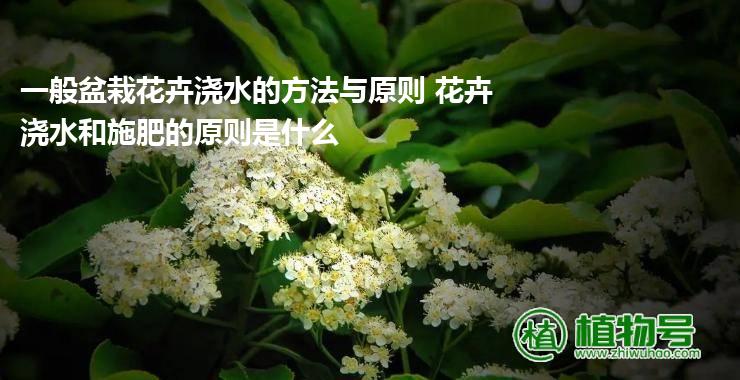 一般盆栽花卉浇水的方法与原则 花卉浇水和施肥的原则是什么