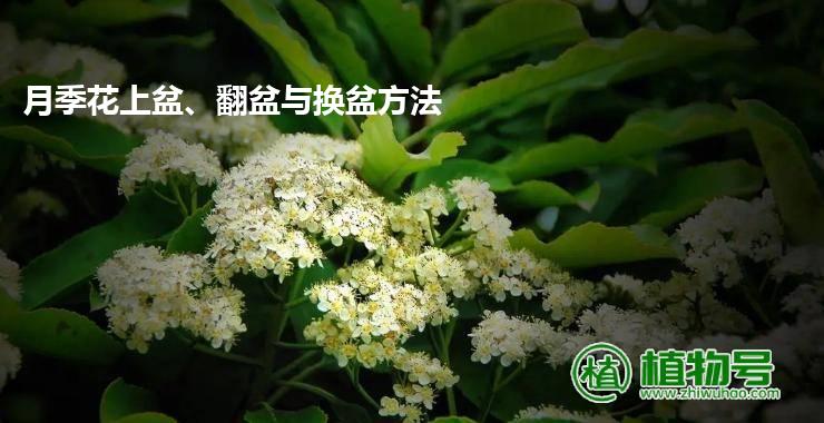 月季花上盆、翻盆与换盆方法