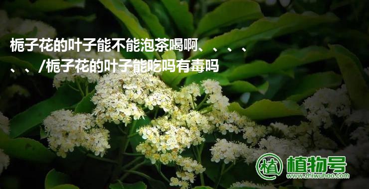 栀子花的叶子能不能泡茶喝啊、、、、、、/栀子花的叶子能吃吗有毒吗