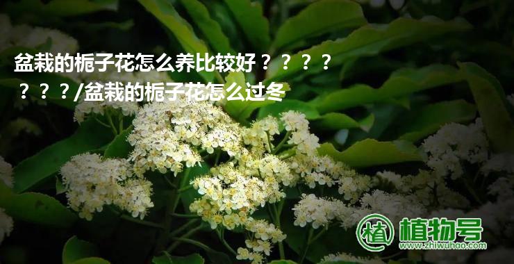 盆栽的栀子花怎么养比较好？？？？？？？/盆栽的栀子花怎么过冬