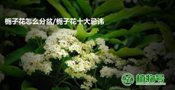 栀子花怎么分盆/栀子花十大忌讳