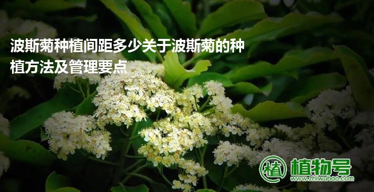 波斯菊种植间距多少关于波斯菊的种植方法及管理要点