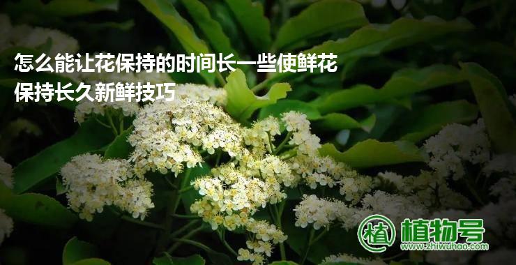 怎么能让花保持的时间长一些使鲜花保持长久新鲜技巧