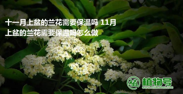 十一月上盆的兰花需要保温吗 11月上盆的兰花需要保温吗怎么做