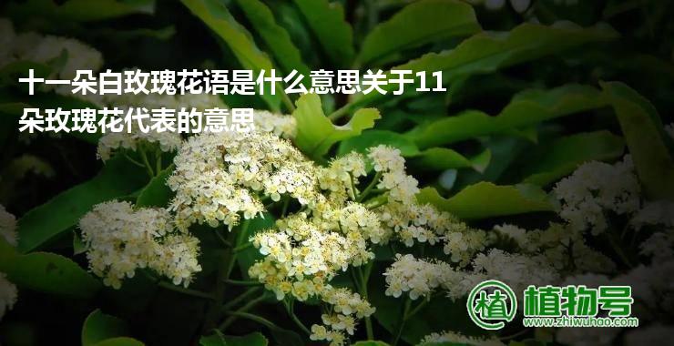 十一朵白玫瑰花语是什么意思关于11朵玫瑰花代表的意思