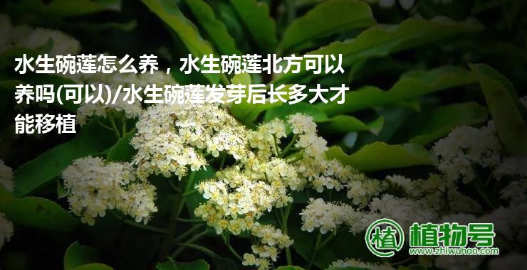 水生碗莲怎么养，水生碗莲北方可以养吗(可以)/水生碗莲发芽后长多大才能移植