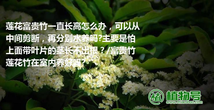 莲花富贵竹一直长高怎么办，可以从中间剪断，再分别水养吗?主要是怕上面带叶片的茎长不出根？/富贵竹莲花竹在室内养好吗?