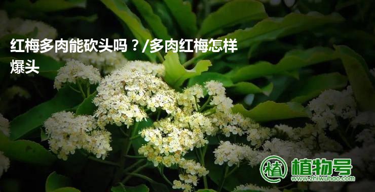 红梅多肉能砍头吗？/多肉红梅怎样爆头