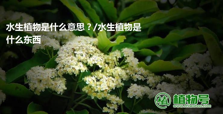 水生植物是什么意思？/水生植物是什么东西