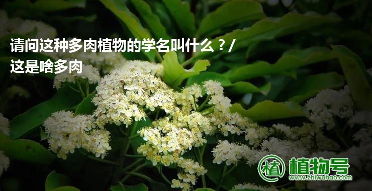 请问这种多肉植物的学名叫什么？/这是啥多肉