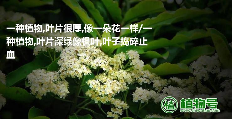 一种植物,叶片很厚,像一朵花一样/一种植物,叶片深绿像枫叶,叶子捣碎止血