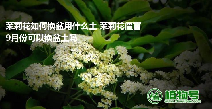 茉莉花如何换盆用什么土 茉莉花僵苗9月份可以换盆土吗