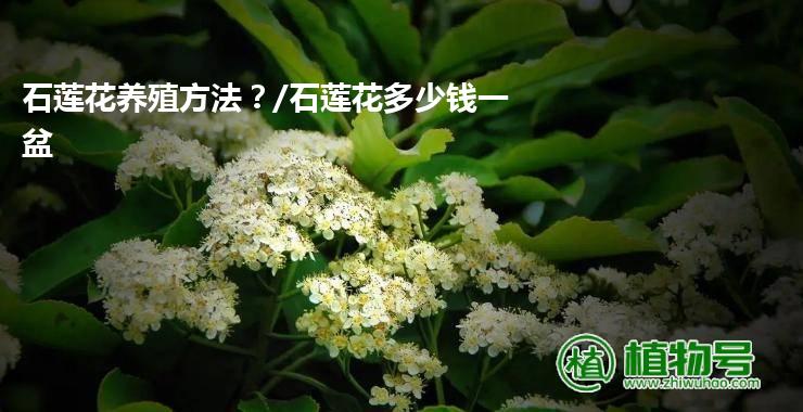 石莲花养殖方法？/石莲花多少钱一盆