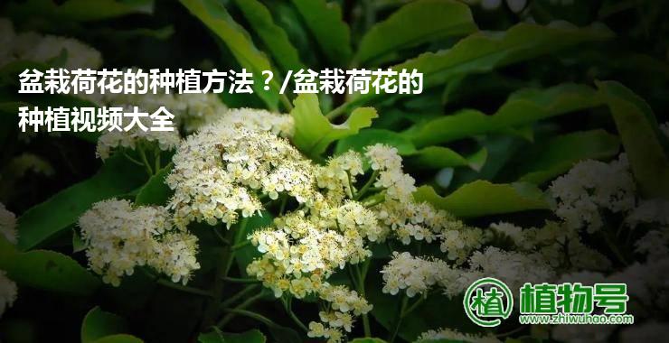 盆栽荷花的种植方法？/盆栽荷花的种植视频大全