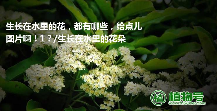 生长在水里的花，都有哪些，给点儿图片啊！1？/生长在水里的花朵