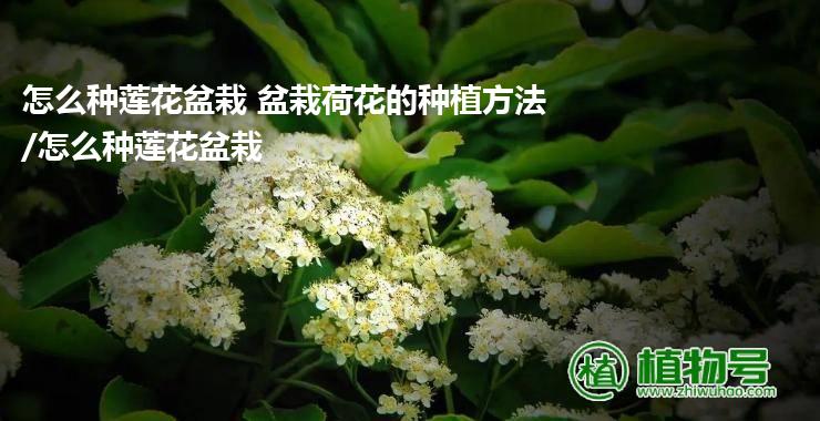 怎么种莲花盆栽 盆栽荷花的种植方法/怎么种莲花盆栽