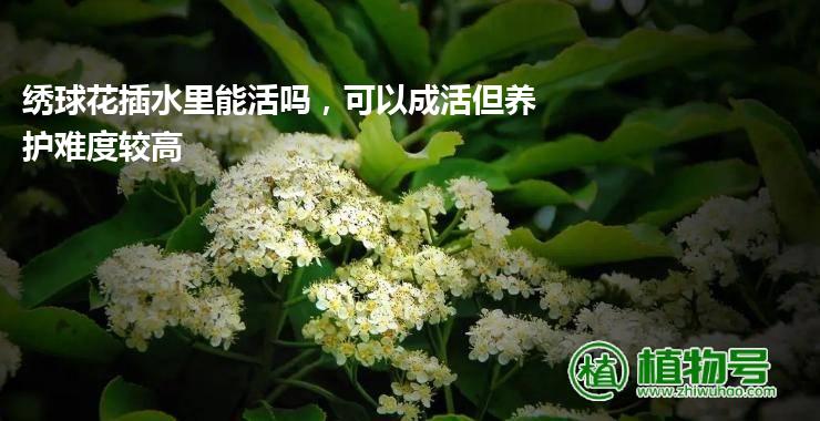 绣球花插水里能活吗，可以成活但养护难度较高