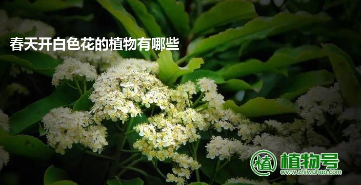 春天开白色花的植物有哪些