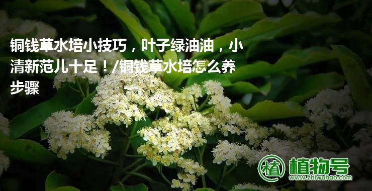 铜钱草水培小技巧，叶子绿油油，小清新范儿十足！/铜钱草水培怎么养步骤