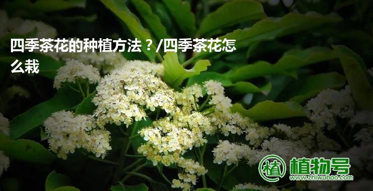 四季茶花的种植方法？/四季茶花怎么栽