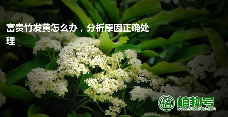 富贵竹发黄怎么办，分析原因正确处理