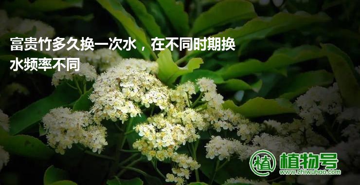 富贵竹多久换一次水，在不同时期换水频率不同