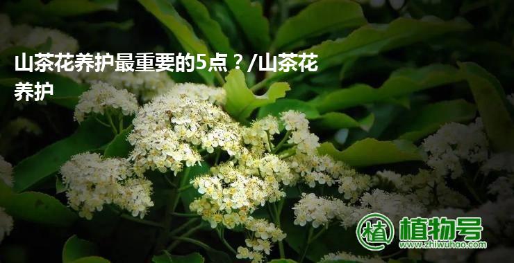 山茶花养护最重要的5点？/山茶花 养护