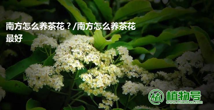 南方怎么养茶花？/南方怎么养茶花最好