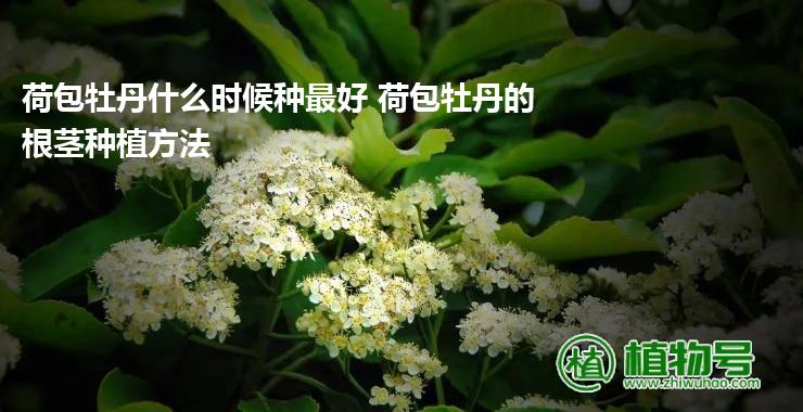 荷包牡丹什么时候种最好 荷包牡丹的根茎种植方法