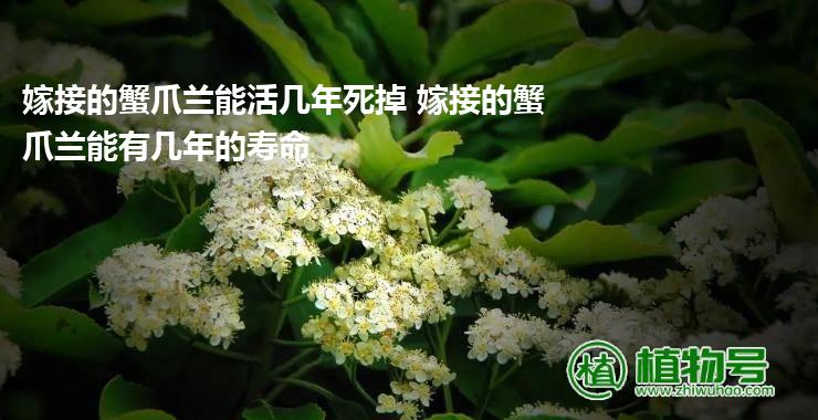 嫁接的蟹爪兰能活几年死掉 嫁接的蟹爪兰能有几年的寿命