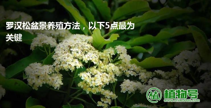 罗汉松盆景养殖方法，以下5点最为关键