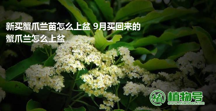 新买蟹爪兰苗怎么上盆 9月买回来的蟹爪兰怎么上盆