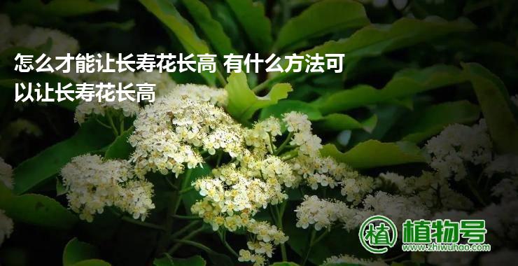 怎么才能让长寿花长高 有什么方法可以让长寿花长高