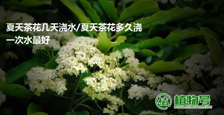 夏天茶花几天浇水/夏天茶花多久浇一次水最好