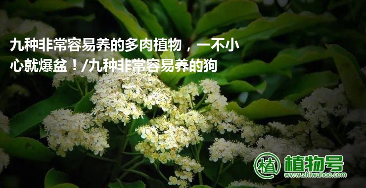 九种非常容易养的多肉植物，一不小心就爆盆！/九种非常容易养的狗