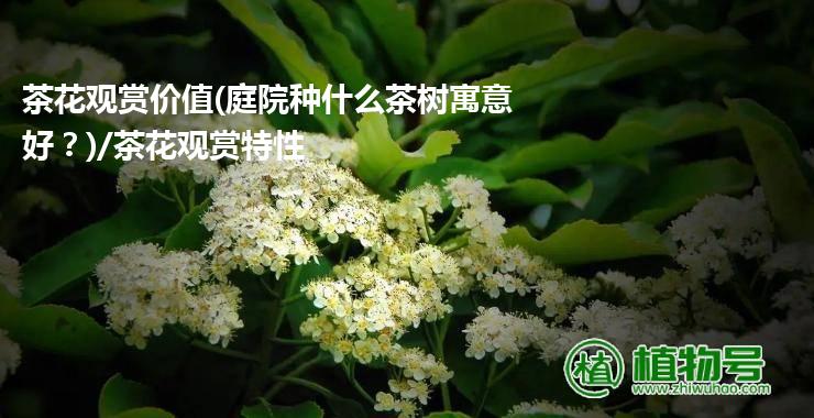 茶花观赏价值(庭院种什么茶树寓意好？)/茶花观赏特性