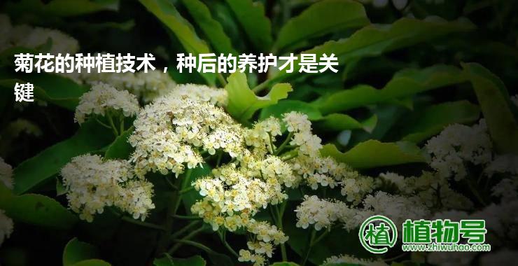 菊花的种植技术，种后的养护才是关键