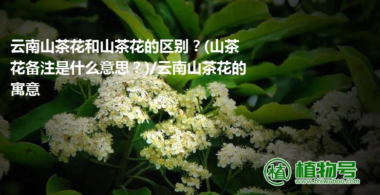 云南山茶花和山茶花的区别？(山茶花备注是什么意思？)/云南山茶花的寓意