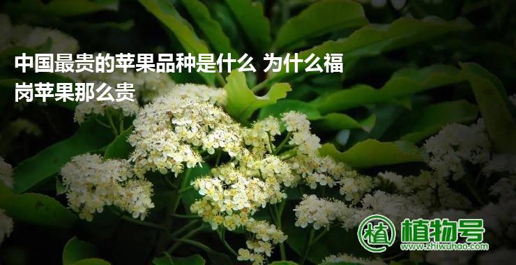 中国最贵的苹果品种是什么 为什么福岗苹果那么贵